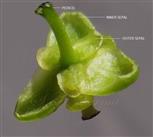  Female flower